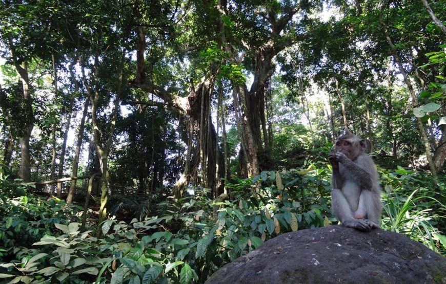 A Day of Wonder: Western Bali’s Hidden Gems