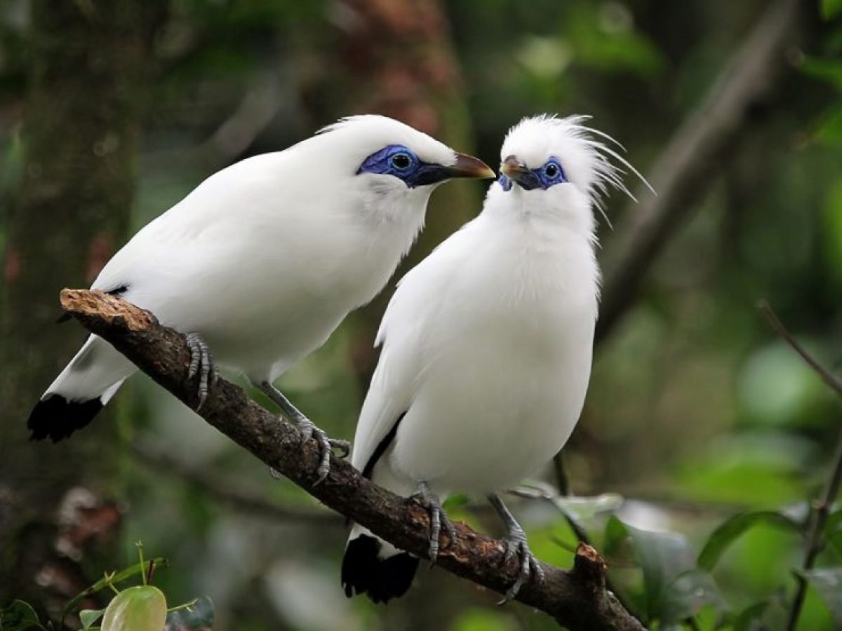 Balinese Jalak at Bali Bird Park
