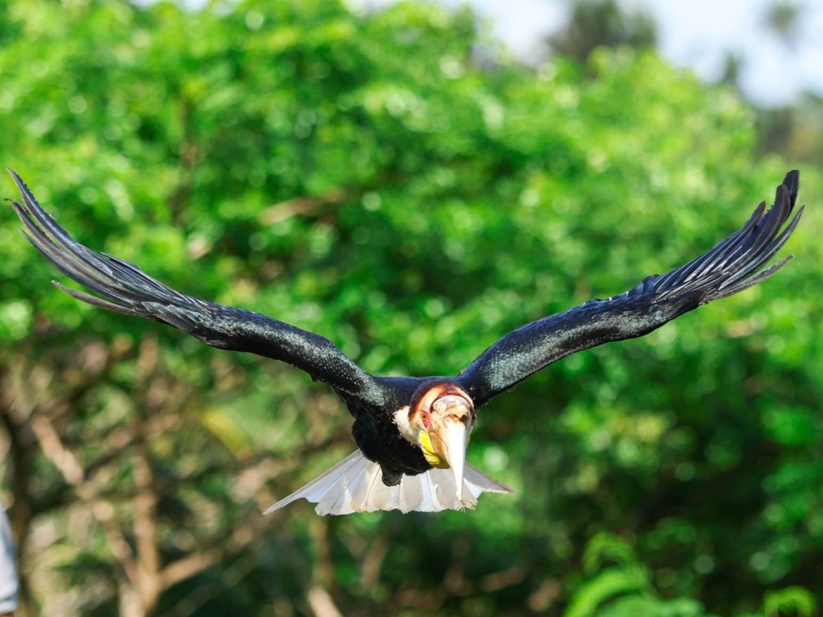 Bali Wildlife Adventure