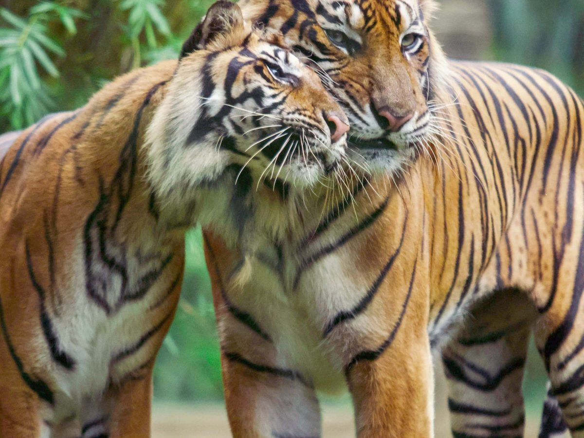 Bali Wildlife Adventure