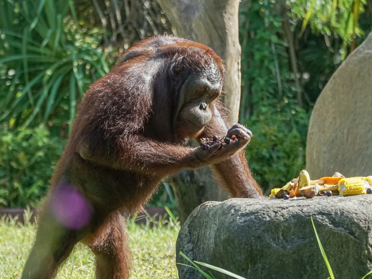 Bali Wildlife Adventure