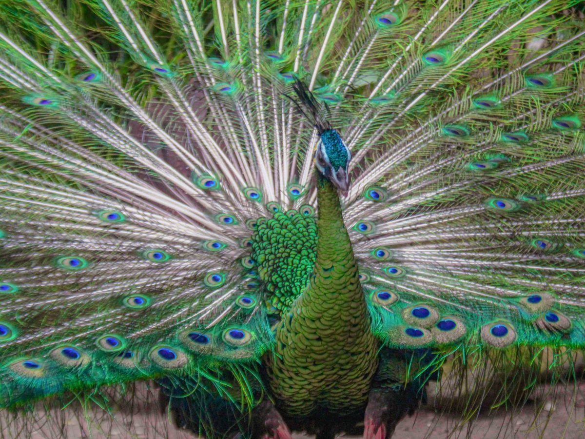 Bali Wildlife Adventure