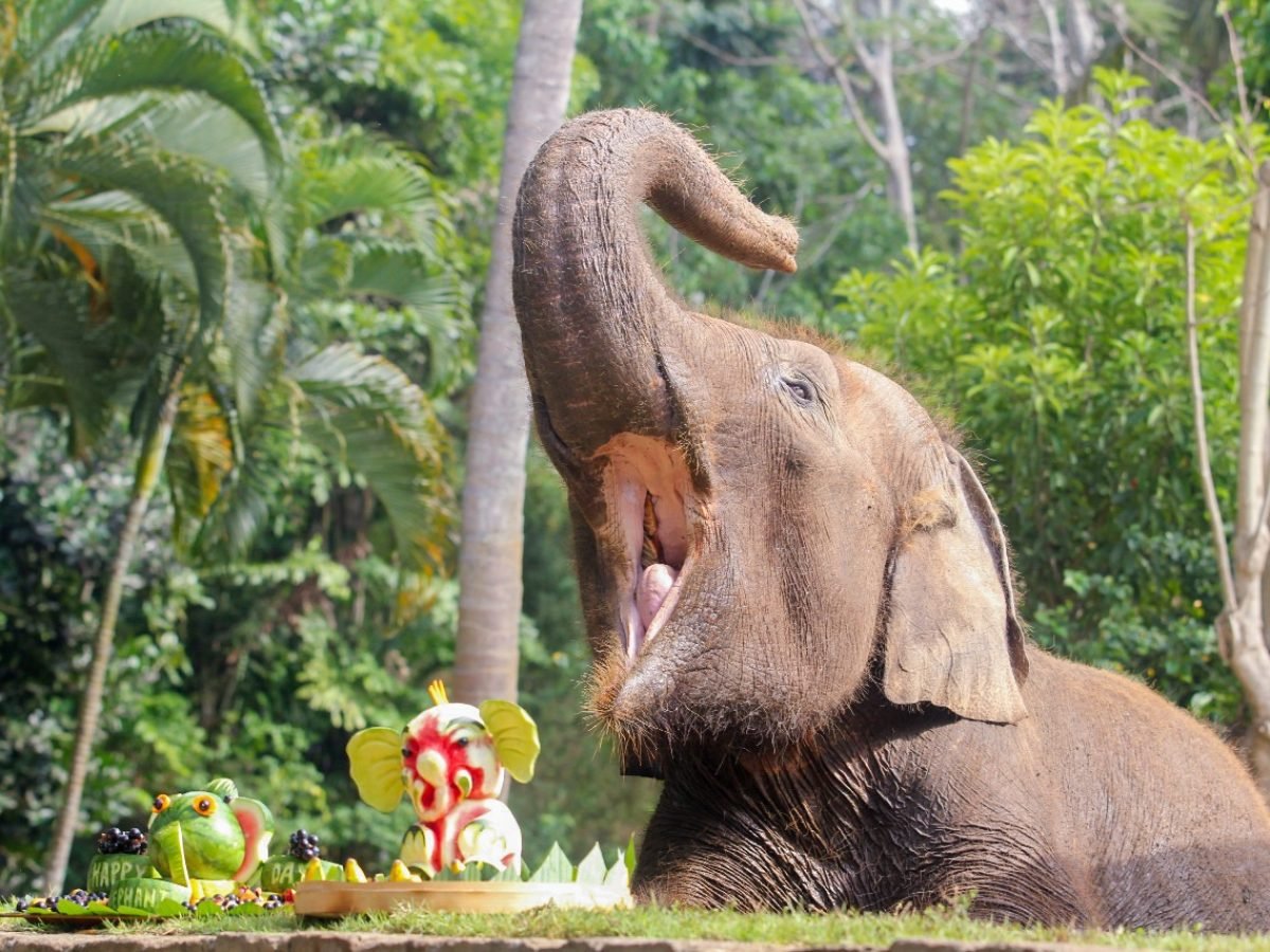 Bali Wildlife Adventure
