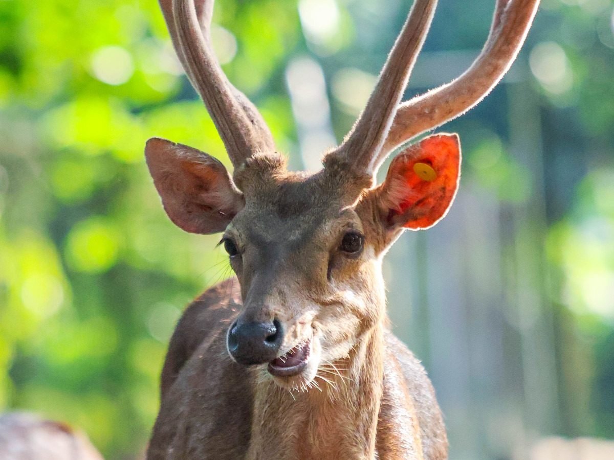 Bali Wildlife Adventure