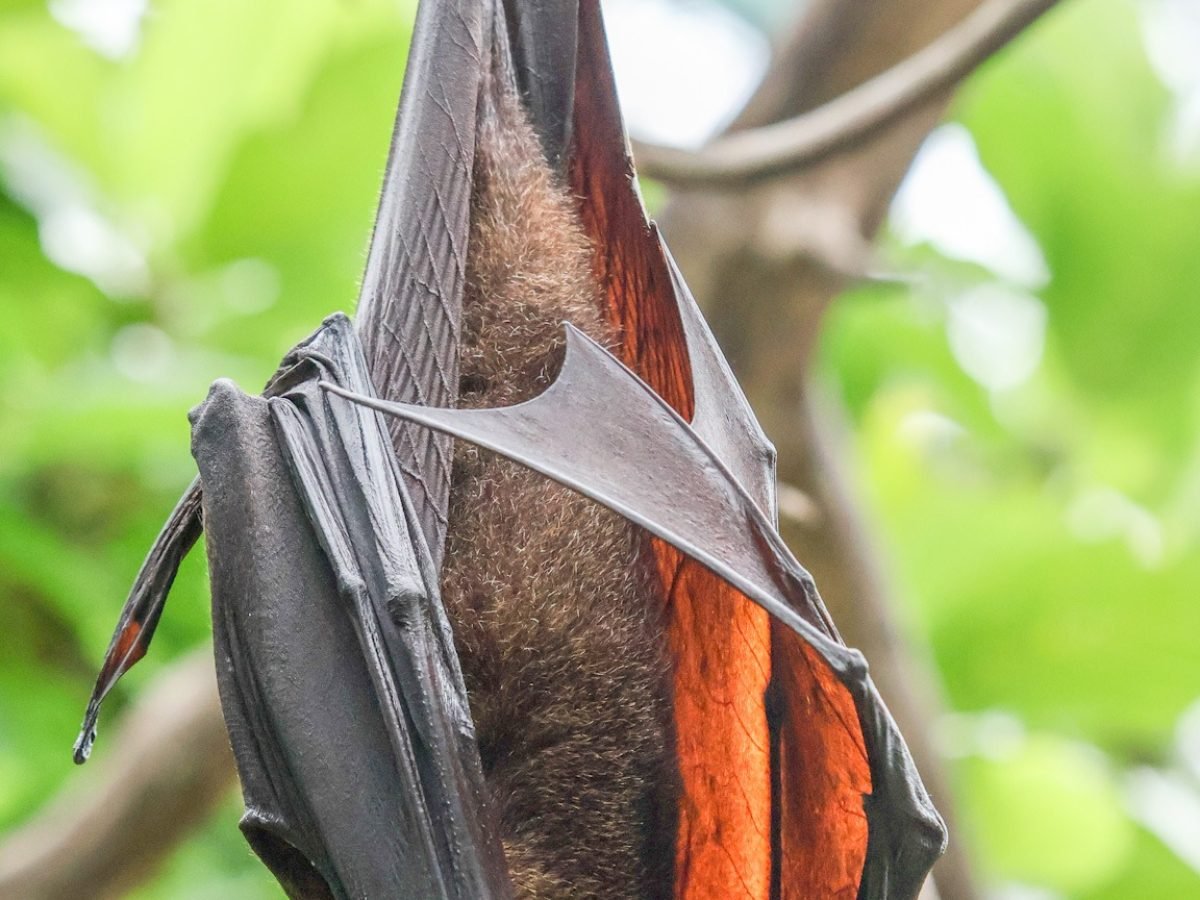 Bali Wildlife Adventure