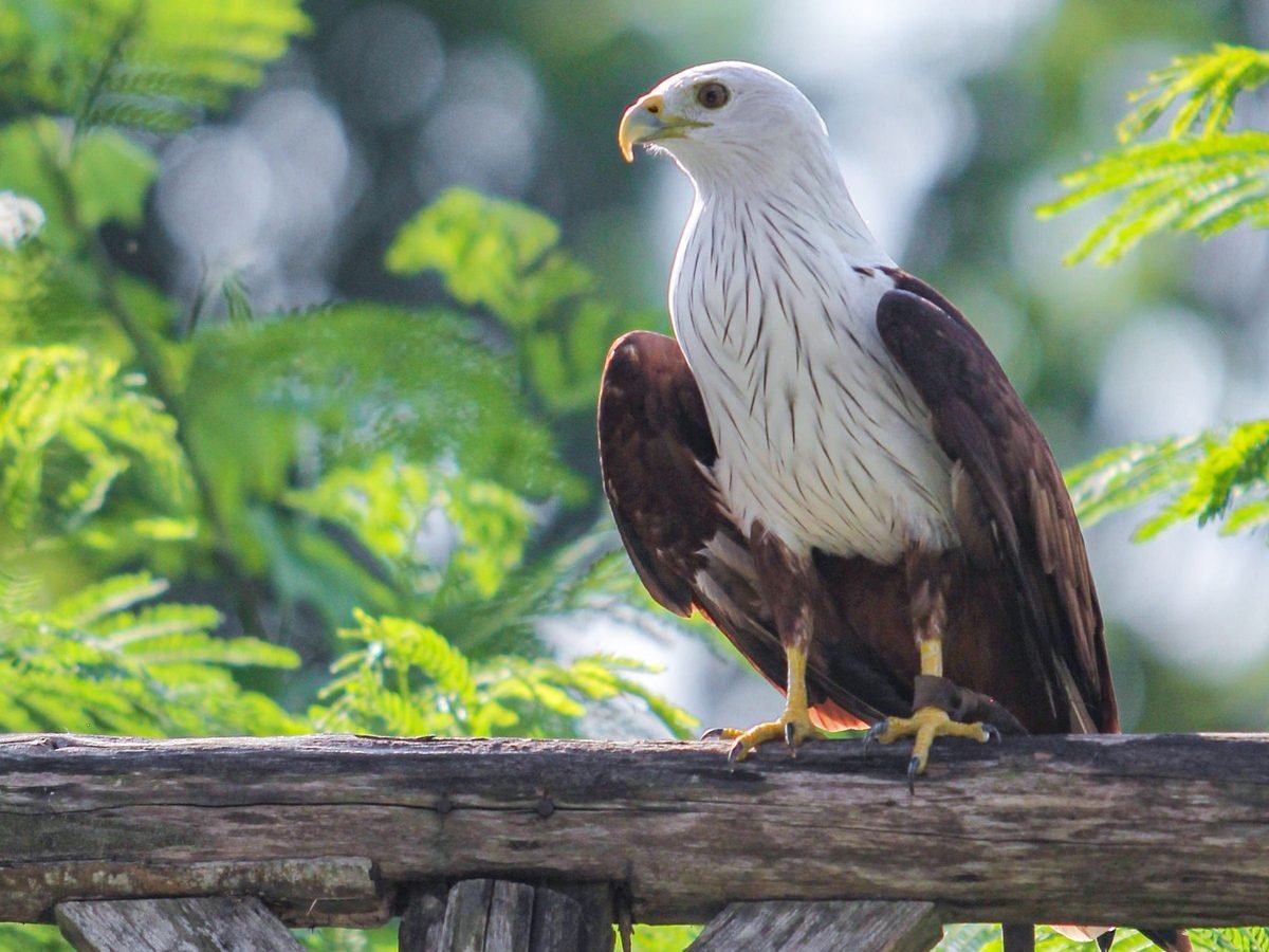 Bali Wildlife Adventure