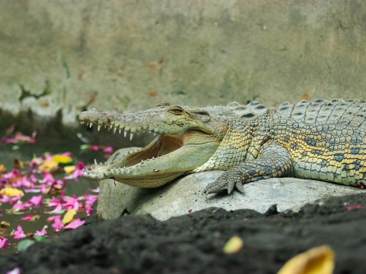 Bali Wildlife Adventure