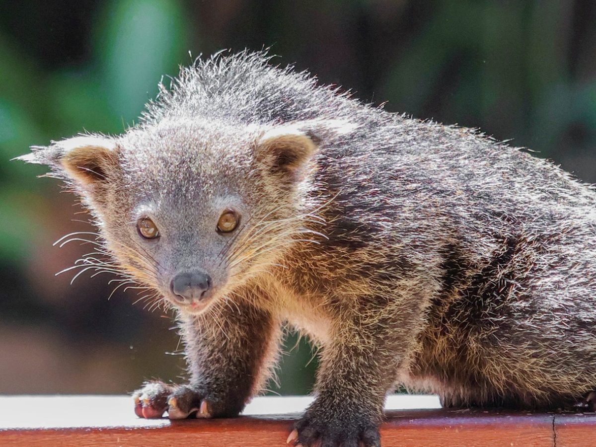 Bali Wildlife Adventure