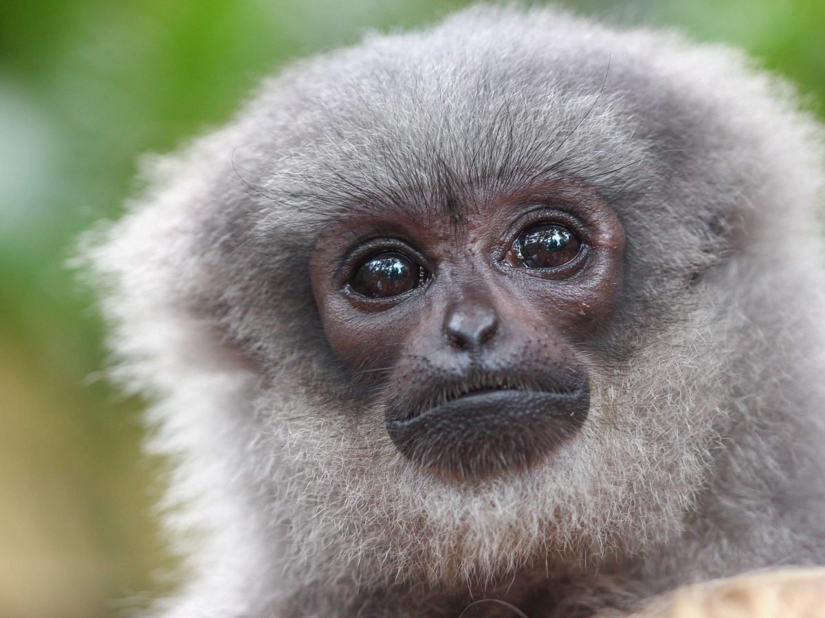 Bali Wildlife Adventure