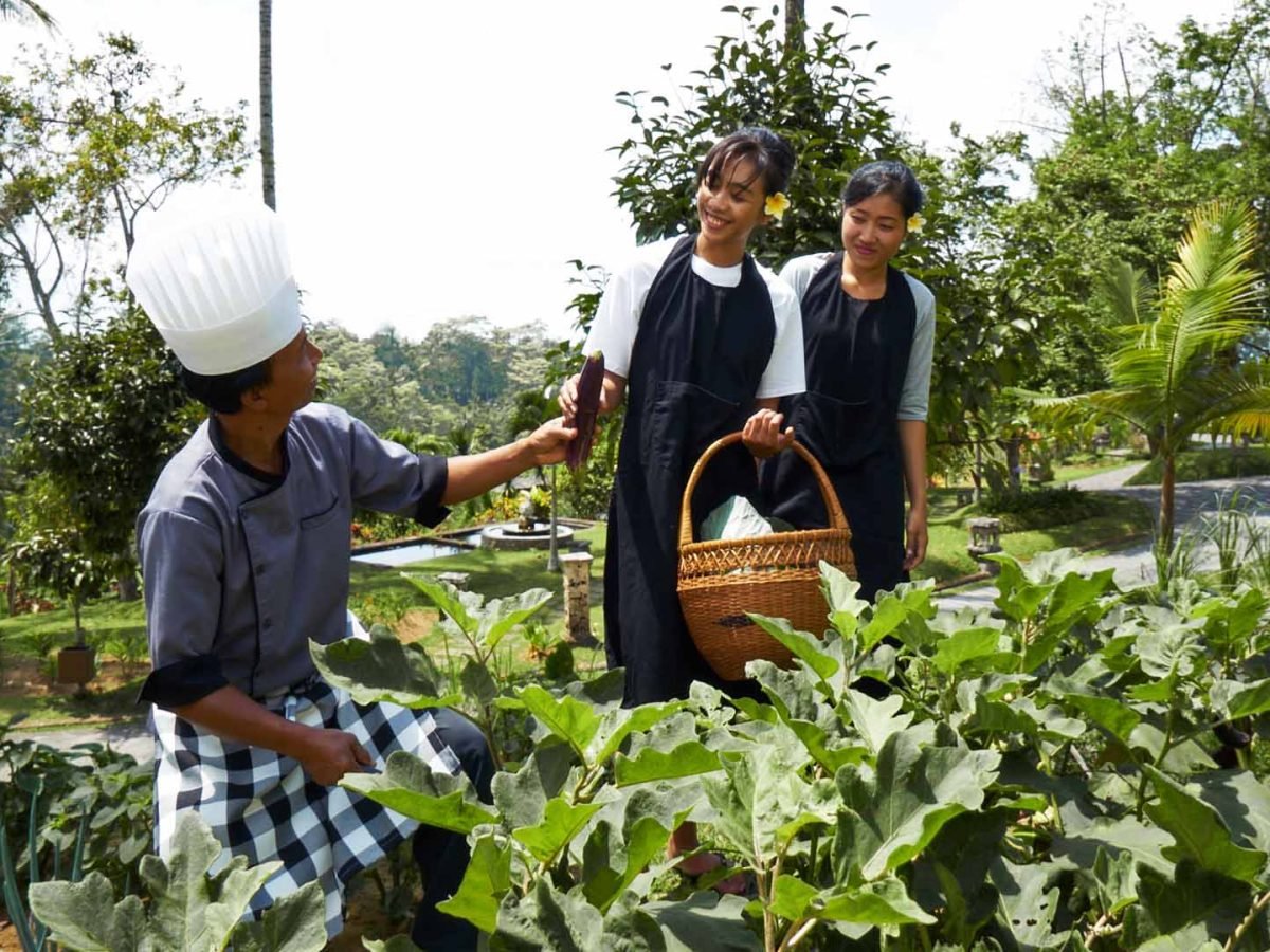 Balinese Cooking Class Organic vegetable harvesting - Luxury Bali Tours and Travel