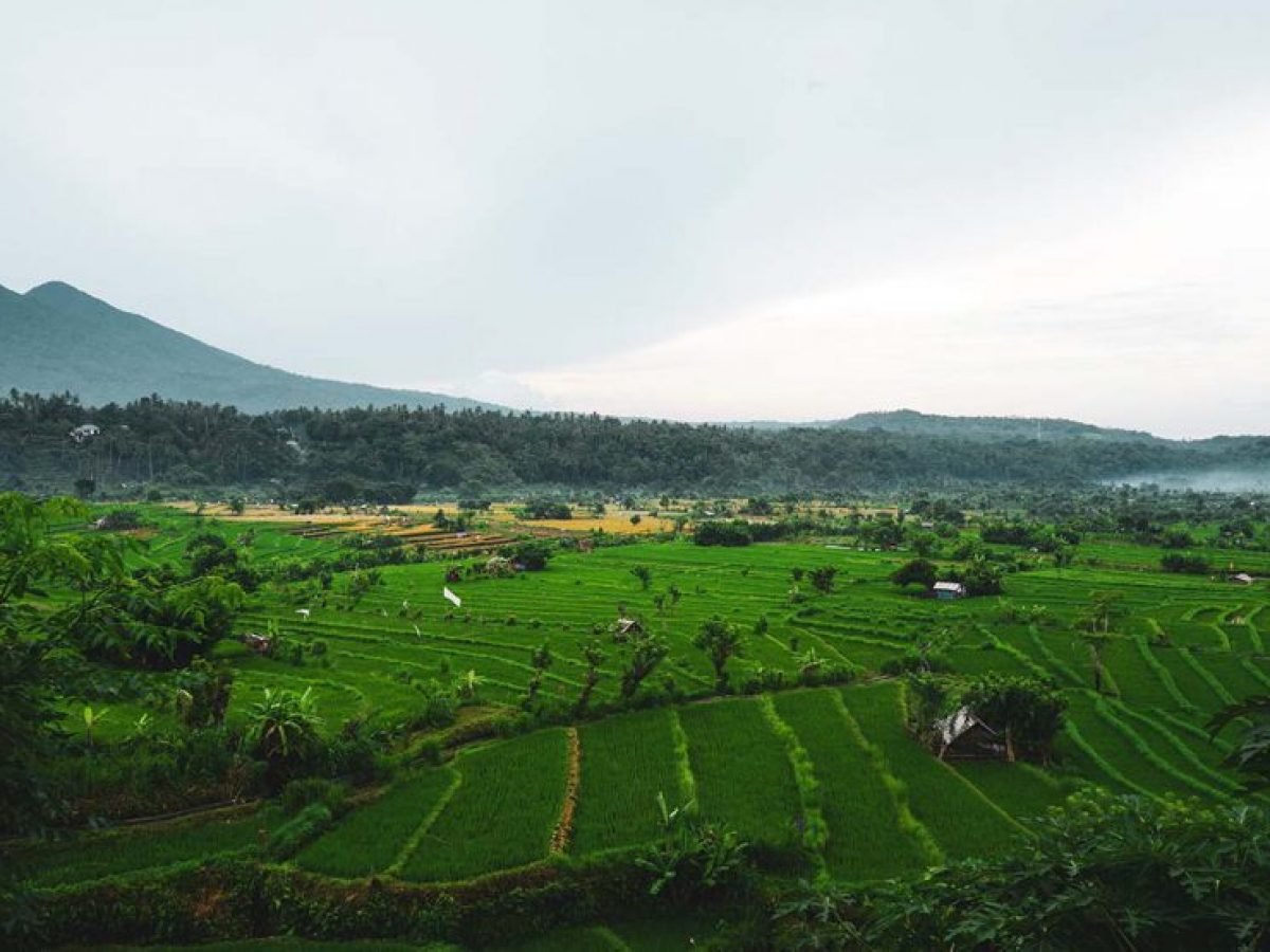 Rice field