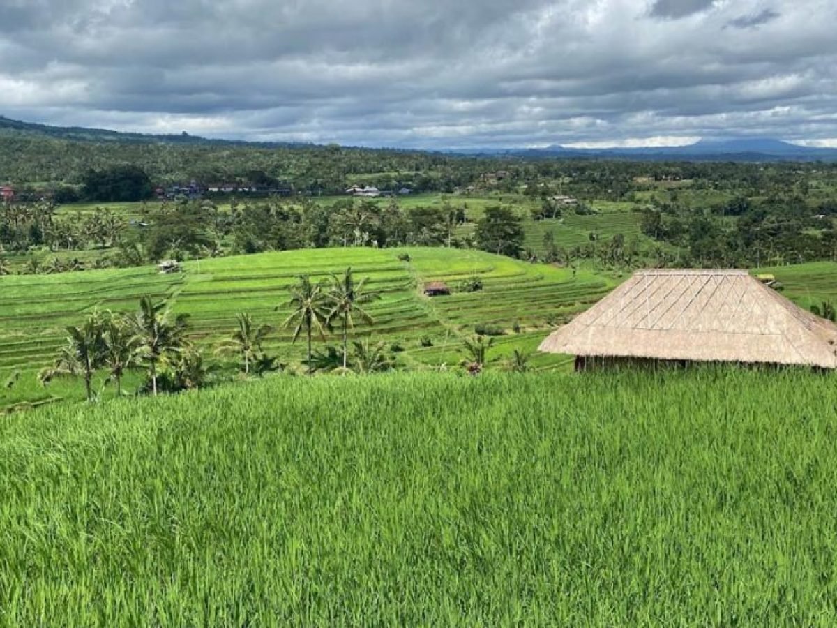 UNESCOs Heritage rice field Bali_Luxury Bali Travel