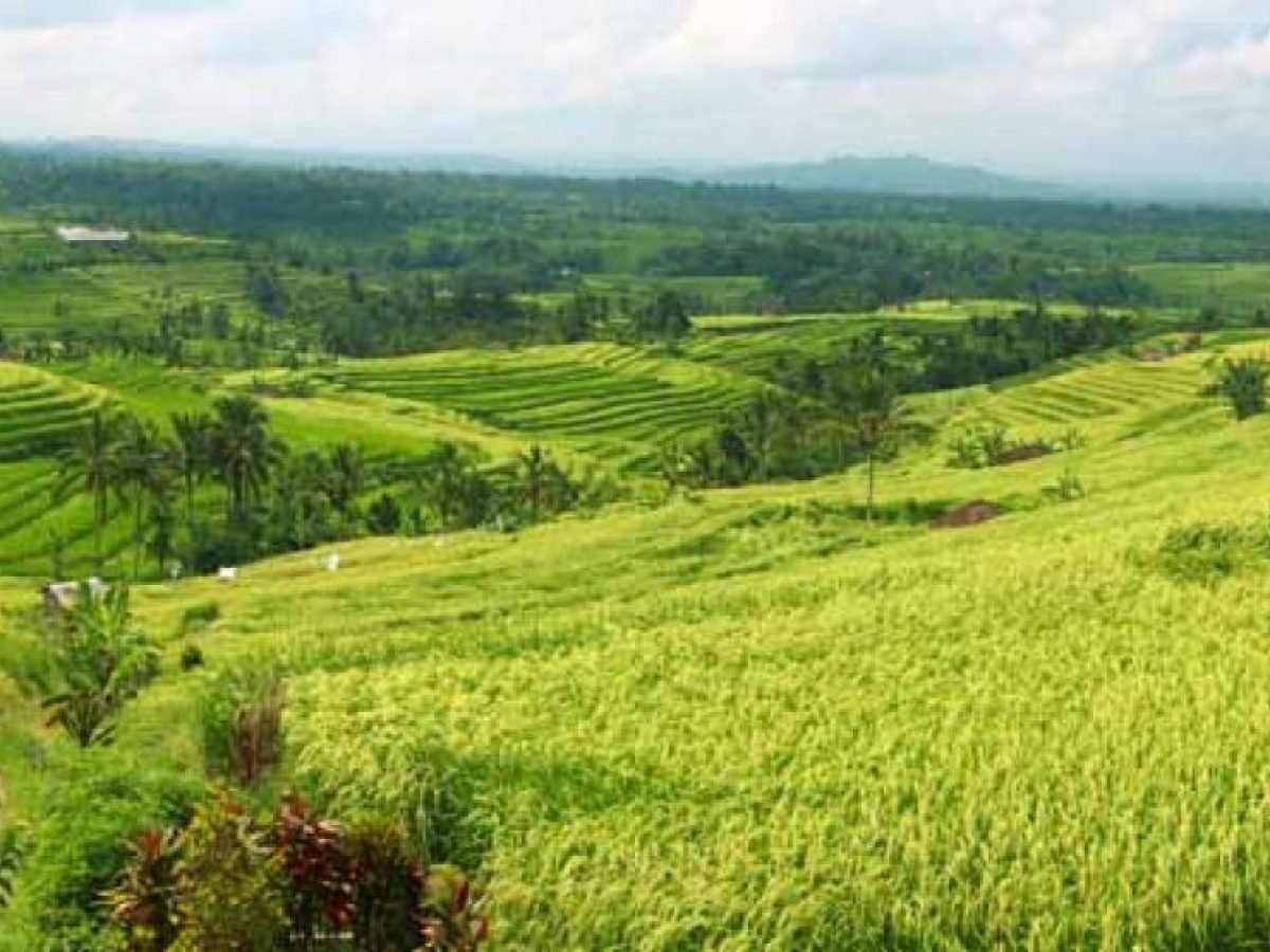 Jati Luwih UNESCOs heritage rice terrace