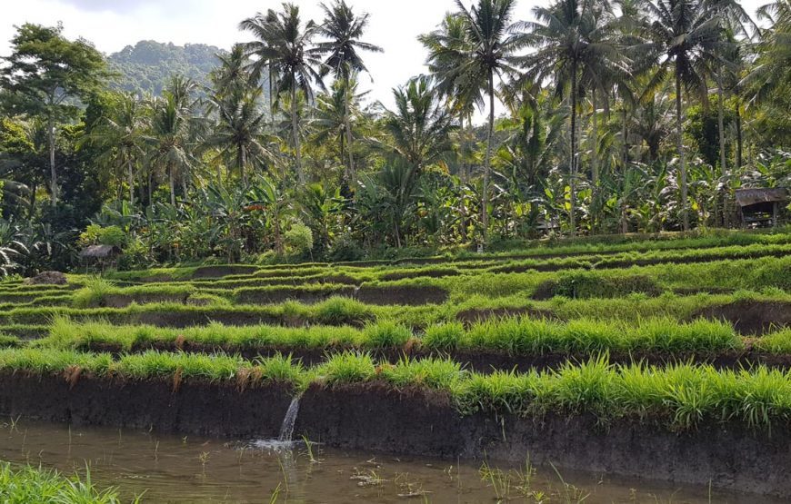 Bali’s Cultural Odyssey: Lempuyang, Tirta Gangga, Candi Dasa and Taman Ujung