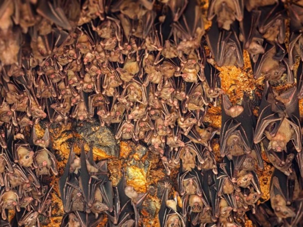Group of bats inside the cave of Goa Lawah