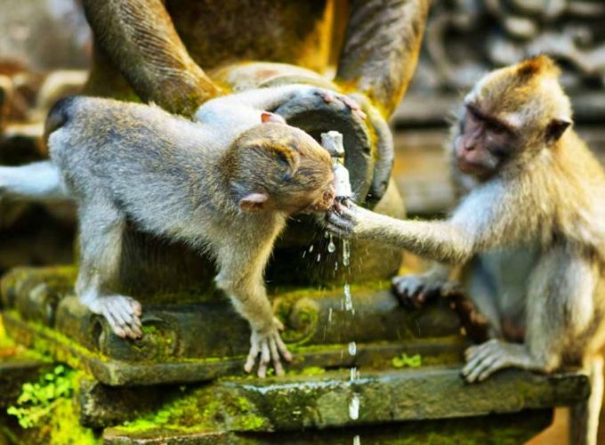 Monkey forest Ubud