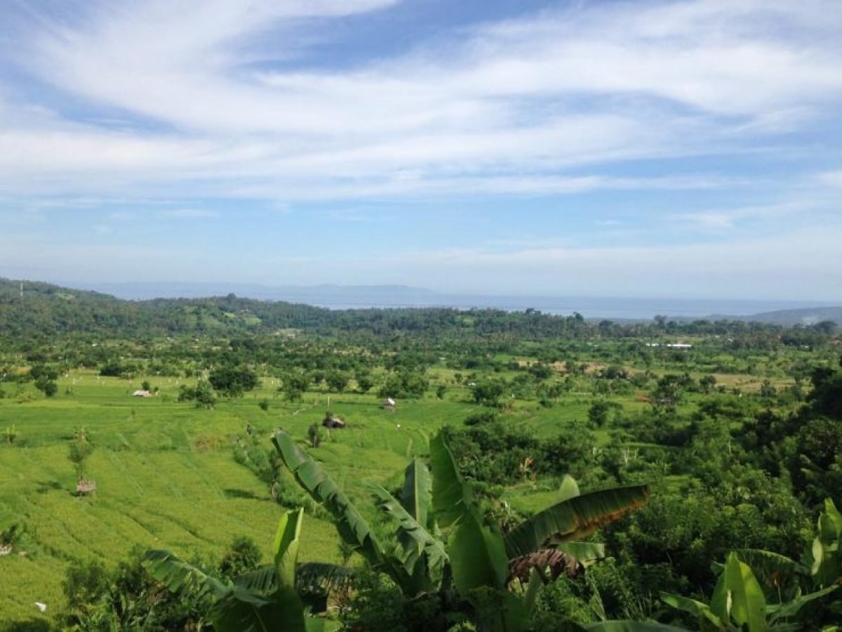 Rice field