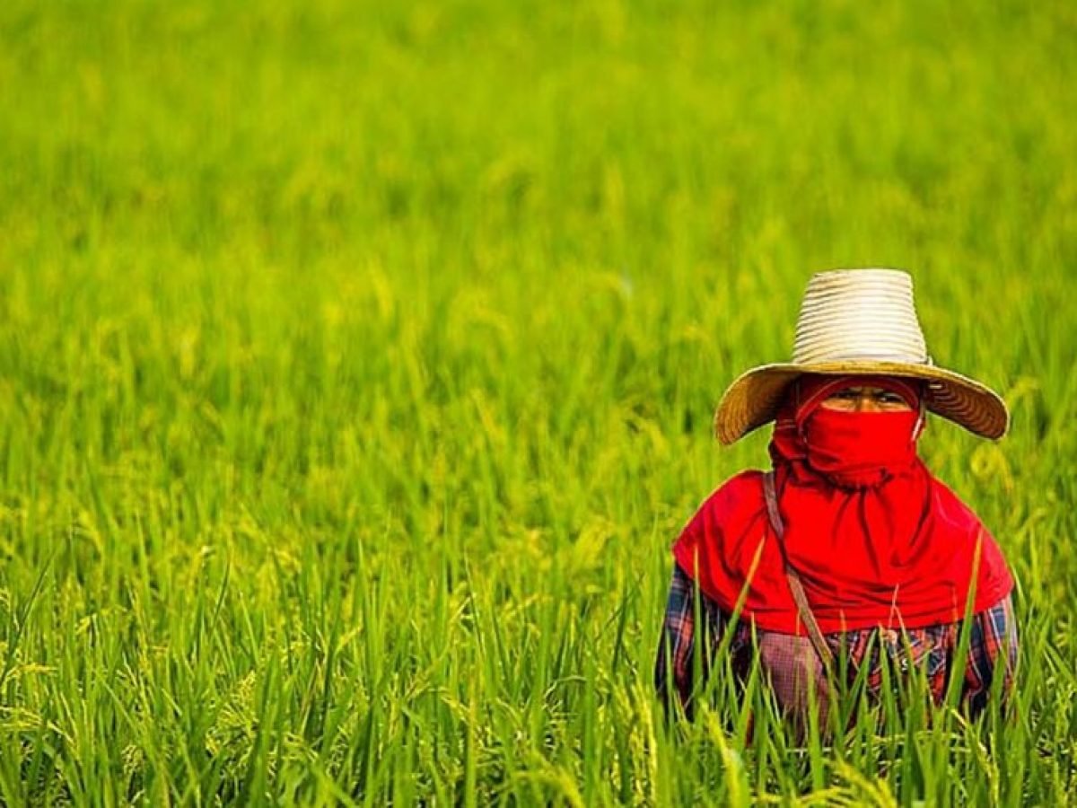 Rice field