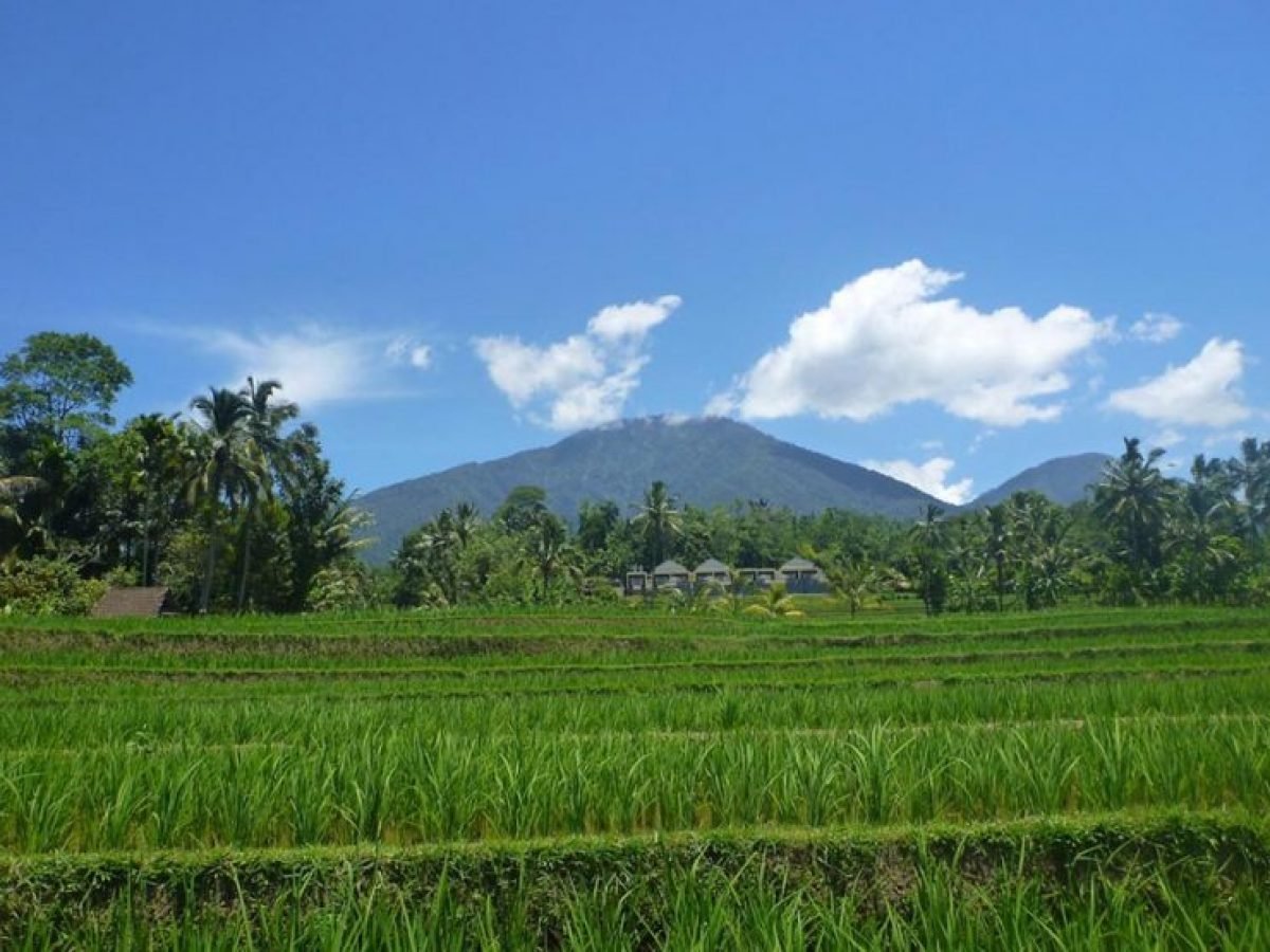 Rice field and mountain
