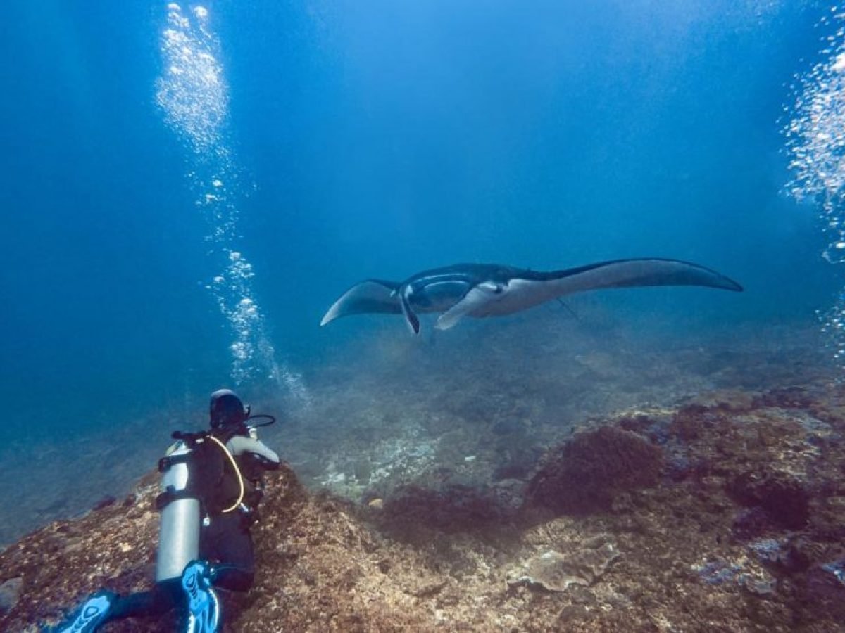 Manta Diving by Luxury Bali Travel
