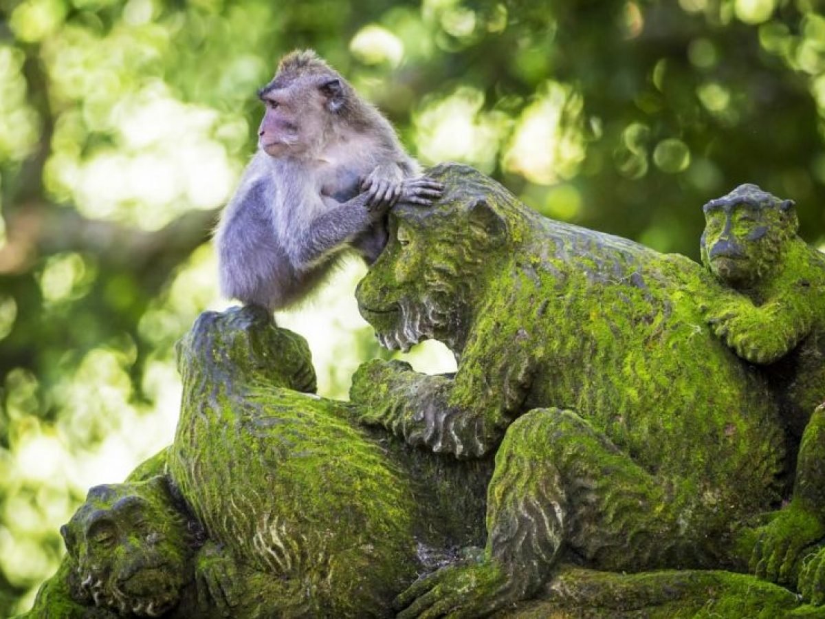 Playing monkey-Luxury Bali Travel