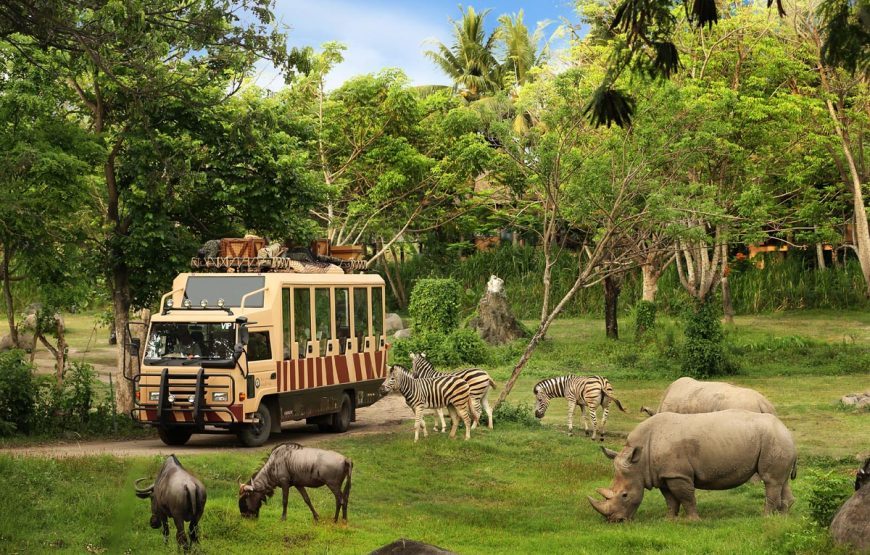 Jungle Hopper : A Wild Safari Adventure