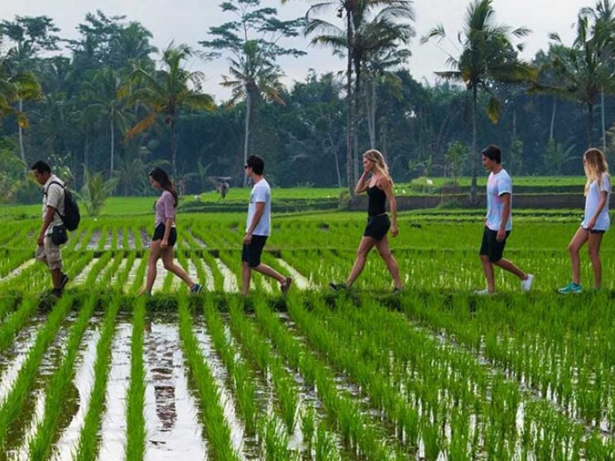 Tropical Trekking by Mason Adventure