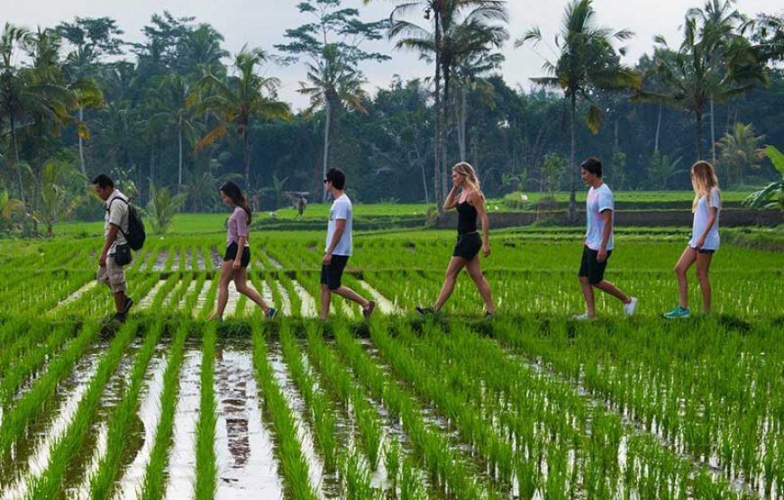 Tropical Trekking by Mason Adventures