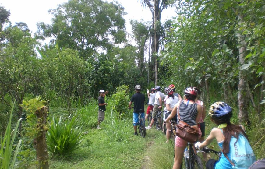 Cycling Tour in Ubud