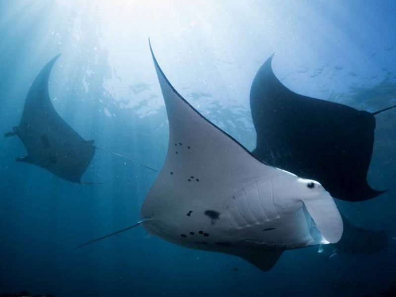 Manta Ray at Nusa Penida Manta Point by Luxury Bali Travel