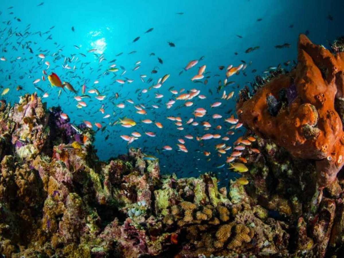 Snorkeling at Nusa Penida by Luxury Bali Travel