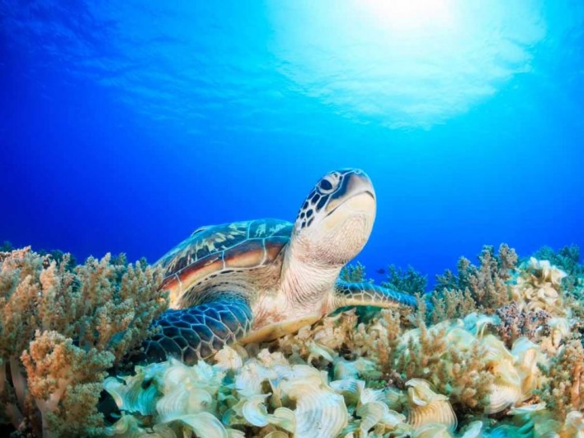 Turttle at Nusa Penida Snorkeling point by Luxury Bali Travel