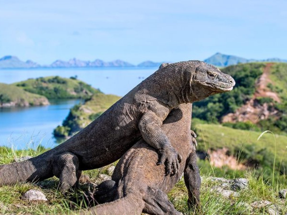 Komodo Tours