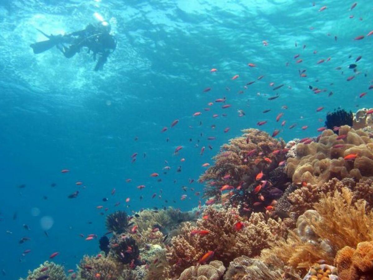 Komodo Island Tour – 2D1N Onboard Adventure