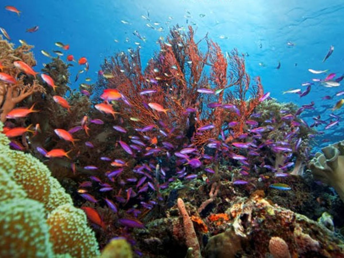 Komodo Island Tour – 2D1N Onboard Adventure