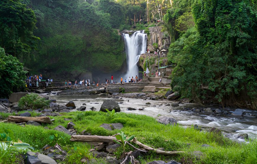 Ubud Bali Highlights: Monkeys, Rice Fields, and Thrilling Swings