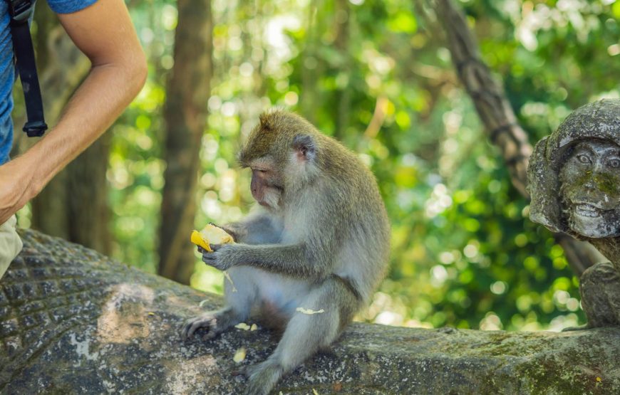 Ubud Bali Highlights: Monkeys, Rice Fields, and Thrilling Swings